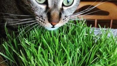 Photo of Varietà di piante di gatto: coltivazione di diverse specie di Nepeta