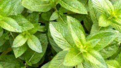 Photo of Varietà di piante di menta: Tipi di menta per il giardino