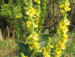 Photo of Verbascum nigrum Moleene noir