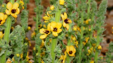 Photo of Verbascum thapsus, una pianta caratterizzata dai suoi fiori gialli