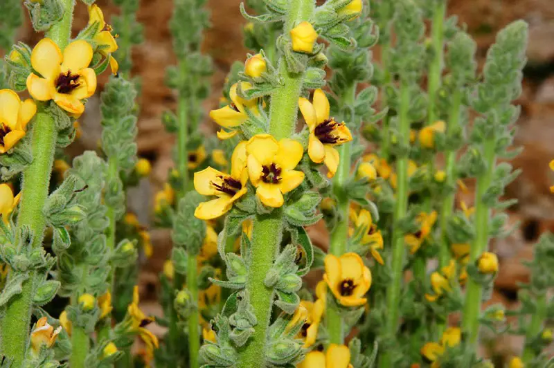 Verbascum thapsus, una pianta caratterizzata dai suoi fiori gialli - Il Giardino Commestible