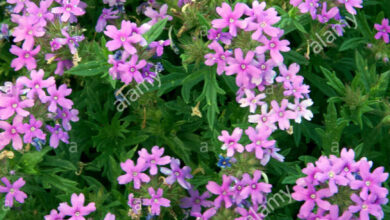 Photo of Verbena grezza, Verbena tuberosa