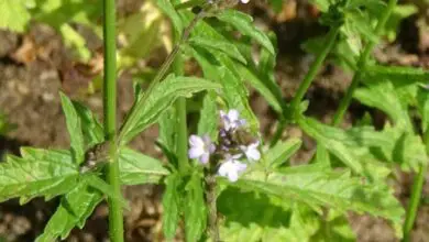 Photo of Verbena officinalis Verbena officinalis, Verbena comune, Verbena selvatica