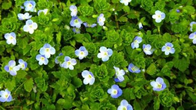 Photo of Veronica, piccolo cespuglio con grandi fiori