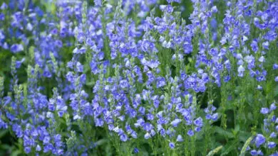 Photo of Veronica Prostrate Speedwell