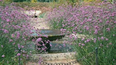 Photo of Verveine di Buenos Aires