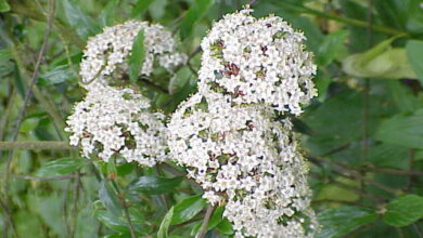 Photo of Viburno x carlcefalo Viorne de Carlcephalum, Palla di neve profumata