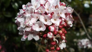 Photo of Viburnum prunifolium Viorna feuille de prunier, Viorna americana