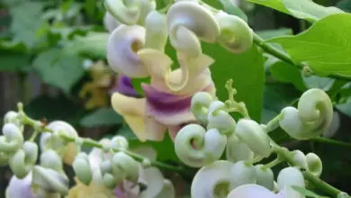 Photo of Vigna caracalla, vite da fiore a forma di lumaca