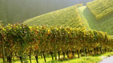 Photo of Vigneti da avere in aree verdi