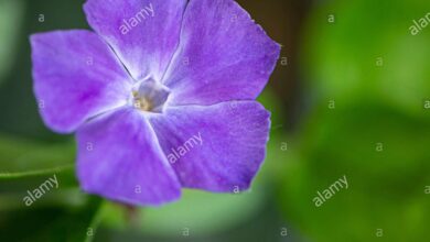 Photo of Vinca difformis o cura dei caseifici