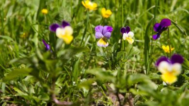 Photo of Viola con corno, Viola del pensiero con corno, Viola del pensiero con corno