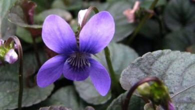 Photo of Viola del Labrador