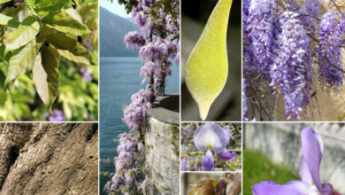 Photo of Violetta di legno, Violetta selvatica, Violetta di Reichenbach