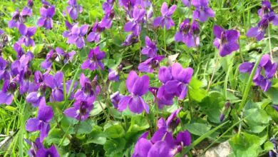 Photo of Violetta profumata, Violetta di marzo, Violetta di bosco