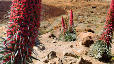 Photo of Viperina di Tenerife