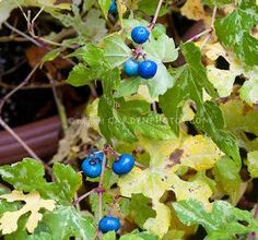 Photo of Virginia Delavay Vine, Virginia Trifid Vine, Delavay Porcelain Berries