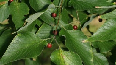 Photo of Virginia Hackberry, Hackberry occidental