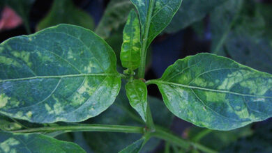 Photo of Virus del mosaico del tabacco (TMV): Sintomi, gestione e trattamento