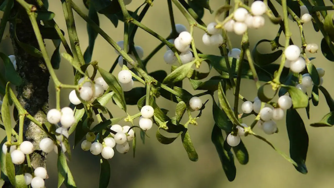 Vischio - Il Giardino Commestible