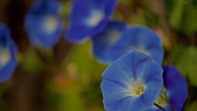 Photo of Volubilis blu, Ipomea blu