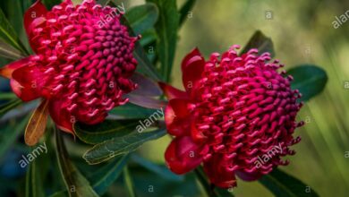 Photo of Waratah nel Nuovo Galles del Sud