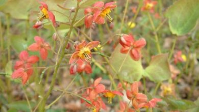 Photo of Warleyense Goblin Flower