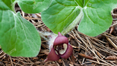 Photo of West American Asarum, American Wild Ginger, Asarum a coda lunga