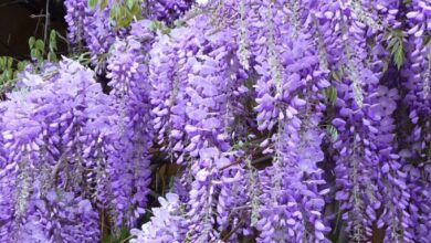 Photo of Wisteria sinensis Wisteria de Chine