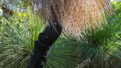 Photo of Xanthorrhoea glauca, albero dell’erba, bambino nero
