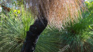 Photo of Xanthorrhoea glauca, albero dell’erba, bambino nero