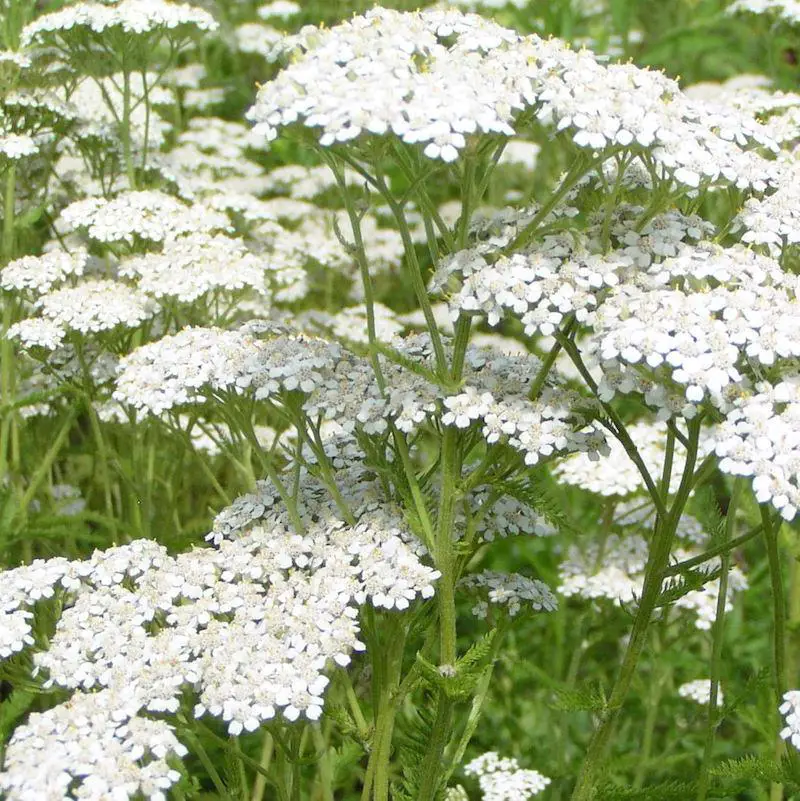 modena yarrow
