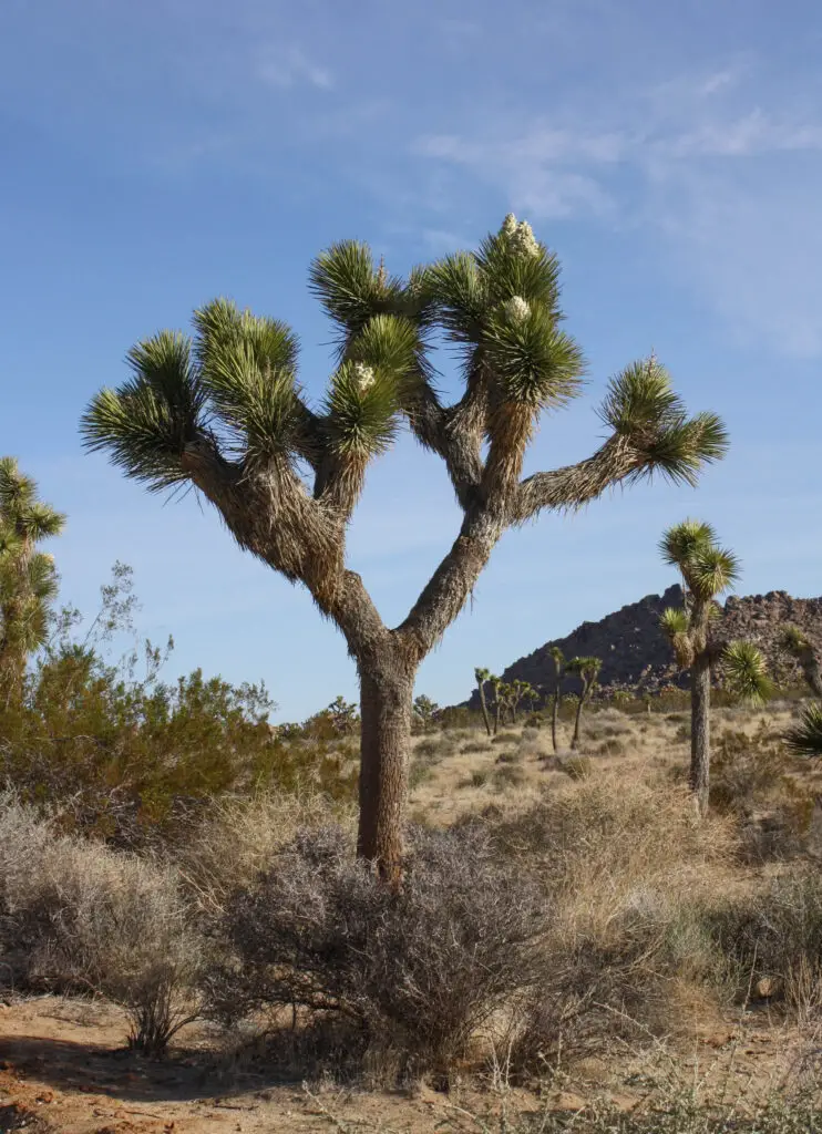 Yucca brevifolia Joshua Tree Il Giardino Commestible