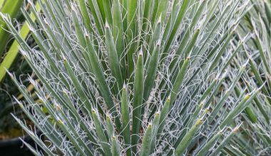 Photo of Yucca decipiens Palmera Negra, Yucca