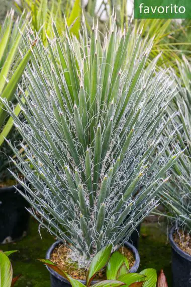 Yucca decipiens Palmera Negra, Yucca Il Giardino Commestible