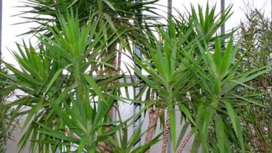 Photo of Yucca Desmetiana o cura delle piante di Yucca