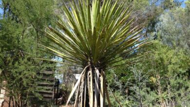 Photo of Yucca faxoniana Yucca de Faxon