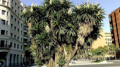 Photo of Yucca gigante, Yucca a zampa di elefante