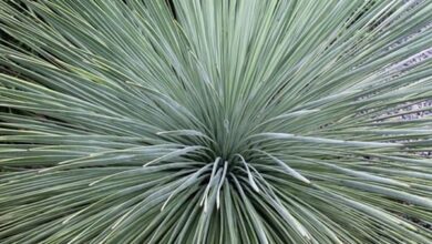 Photo of Yucca linearifolia Yucca linear leaf