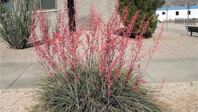 Photo of Yucca rossa, corallo di Yucca, falsa yucca