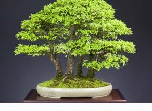 Photo of Zelkova sinica Zelkova dalla Cina, falso olmo