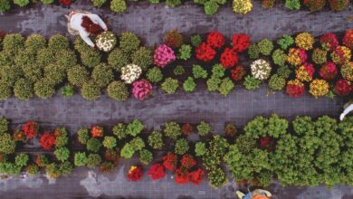 Photo of Zona 3 Giardinaggio: 38 piante vitali per riempire il vostro giardino