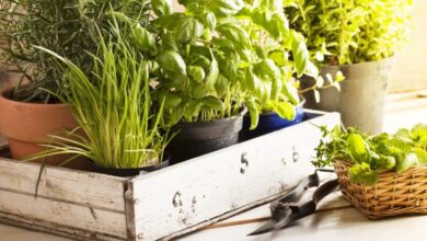Photo of Zona 5 Giardinaggio: 44 colture che si possono coltivare
