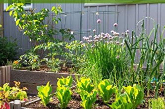 Photo of Zone Four Gardening: 36 piante perfette per la coltivazione nella vostra zona