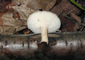 Photo of Tuberastro al poliporo