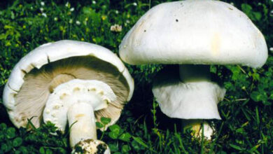 Photo of Agaricus arvensis