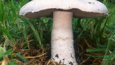 Photo of Agaricus campestris