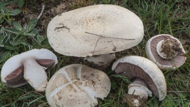 Photo of Agaricus litoralis