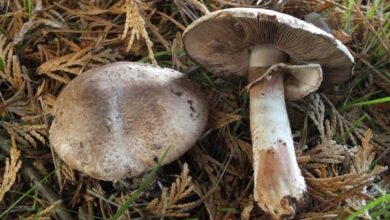 Photo of Agaricus sylvaticus