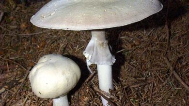 Photo of Agaricus sylvicola